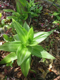 Variegated Callisia fragrans Medicinal Basket Plant with 2 Pups - Unique Indoor Houseplant for Home Decor