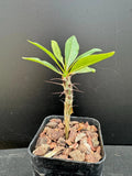 Ocotillo Plant 4" Bare root- Rare Succulent, Well-Rooted - Fouquieria macdougalii