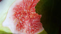 Fig Tree Seeds - 10 Seeds - Brown Turkey Variety - Ficus carica