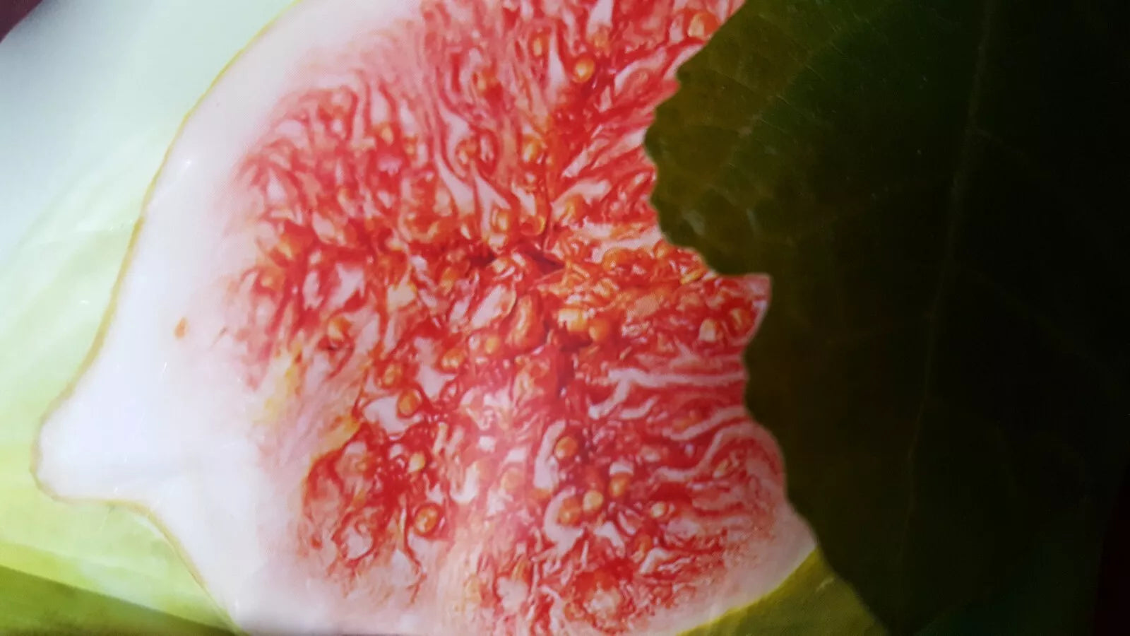 Fig Tree Seeds - 10 Seeds - Brown Turkey Variety - Ficus carica
