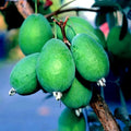 Pineapple Guava Tree Seeds - 20 Pack - Brazilian Fig Guava Fruit - Tropical Flower Plant - Feijoa sellowiana