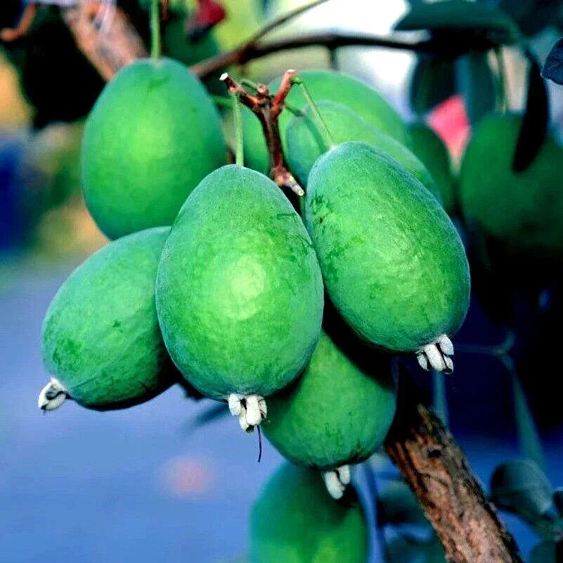 Pineapple Guava Tree Seeds - 20 Pack - Brazilian Fig Guava Fruit - Tropical Flower Plant - Feijoa sellowiana