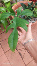Philodendron Florida Beauty Plant - Rooted Variegated Houseplant - Philodendron 'Florida Beauty'