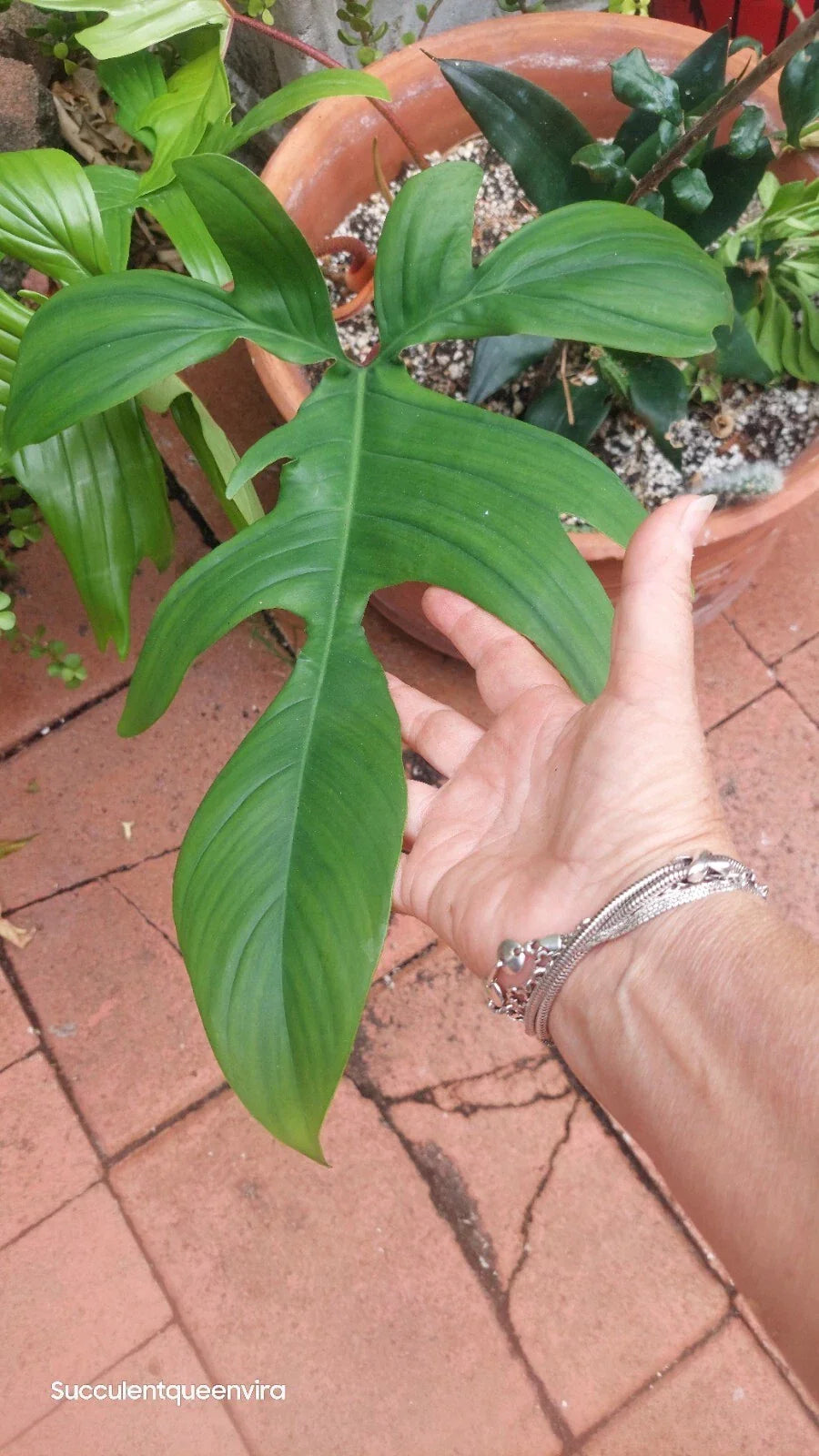 Philodendron Florida Beauty Plant - Rooted Variegated Houseplant - Philodendron 'Florida Beauty'