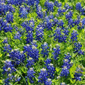 Texas Bluebonnet Wildflower Seeds - Heirloom Non-GMO - 50 Seeds - Lupinus texensis - Sun/Partial Shade