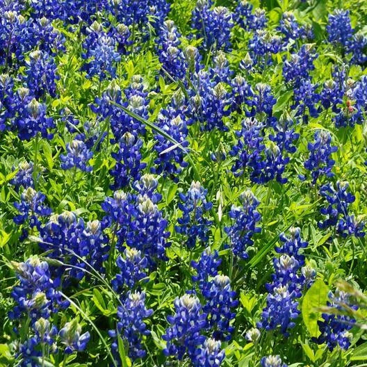 Texas Bluebonnet Wildflower Seeds - Heirloom Non-GMO - 50 Seeds - Lupinus texensis - Sun/Partial Shade