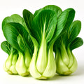 Pak Choi Seeds 1200+ Heirloom Chinese White Cabbage Microgreens Brassica rapa subsp. chinensis