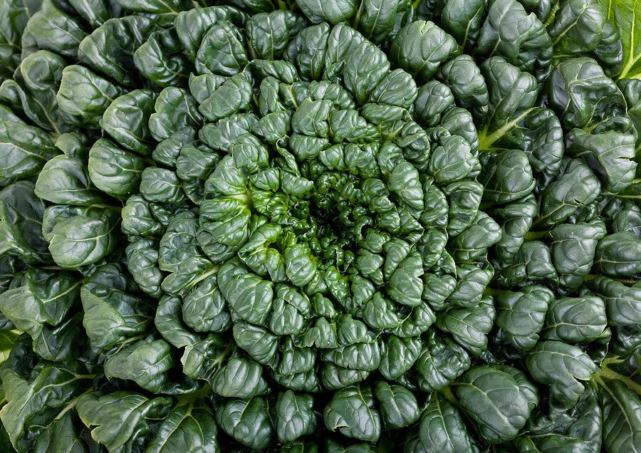 Tatsoi Seeds 200-4000 Pack Green Asian Mustard Spinach Brassica rapa subsp. nipposinica High Vitamin Culinary Herb