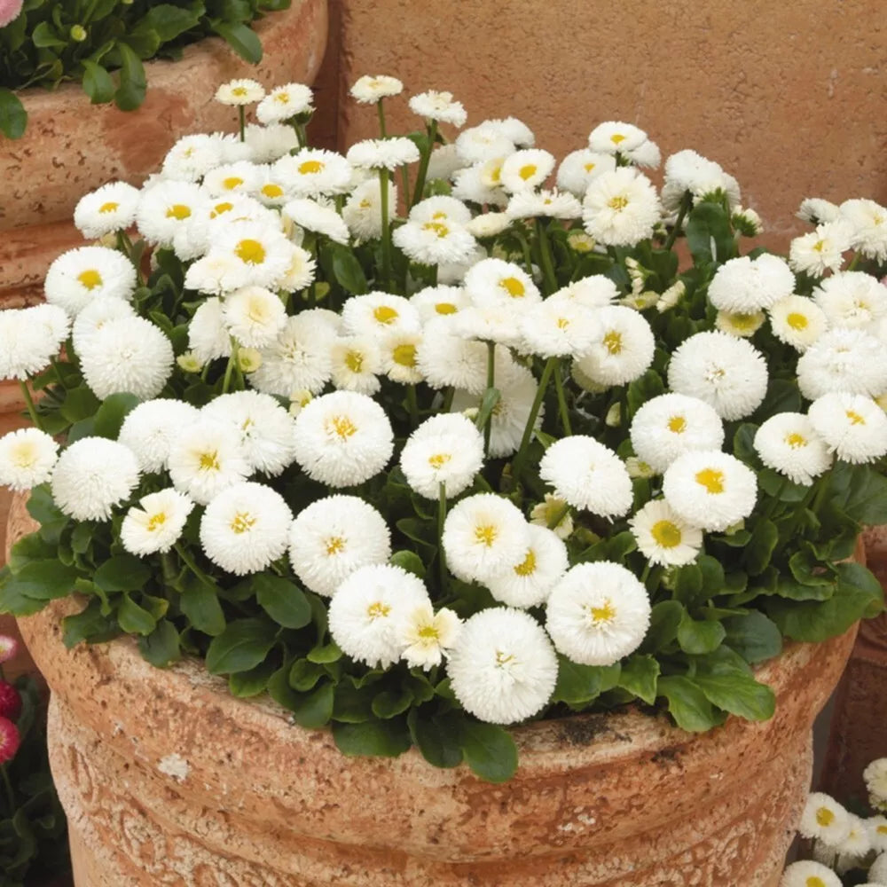 White English Daisy Seeds - 200+ Count - Perfect for Garden Planting - Bellis perennis - USA Grown
