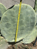 Prickly Pear Cactus Seeds 10pk - Opuntia Robusta - Hardy Extra Large Pads