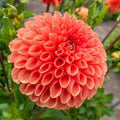 Dahlia Seeds - 25 Perennial Flower Seeds - Linda Variety - Flowering Bloom - Garden Seeds