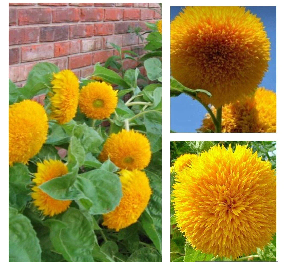 Dwarf Teddy Bear Sunflower Seeds - 30+ Non-GMO Heirloom Seeds - Helianthus annuus - Free Shipping