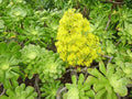 XXL Aeonium Arboreum Cuttings - Green Rose - 6" (15 cm) Diameter - Succulent Plant for Propagation and Gardening