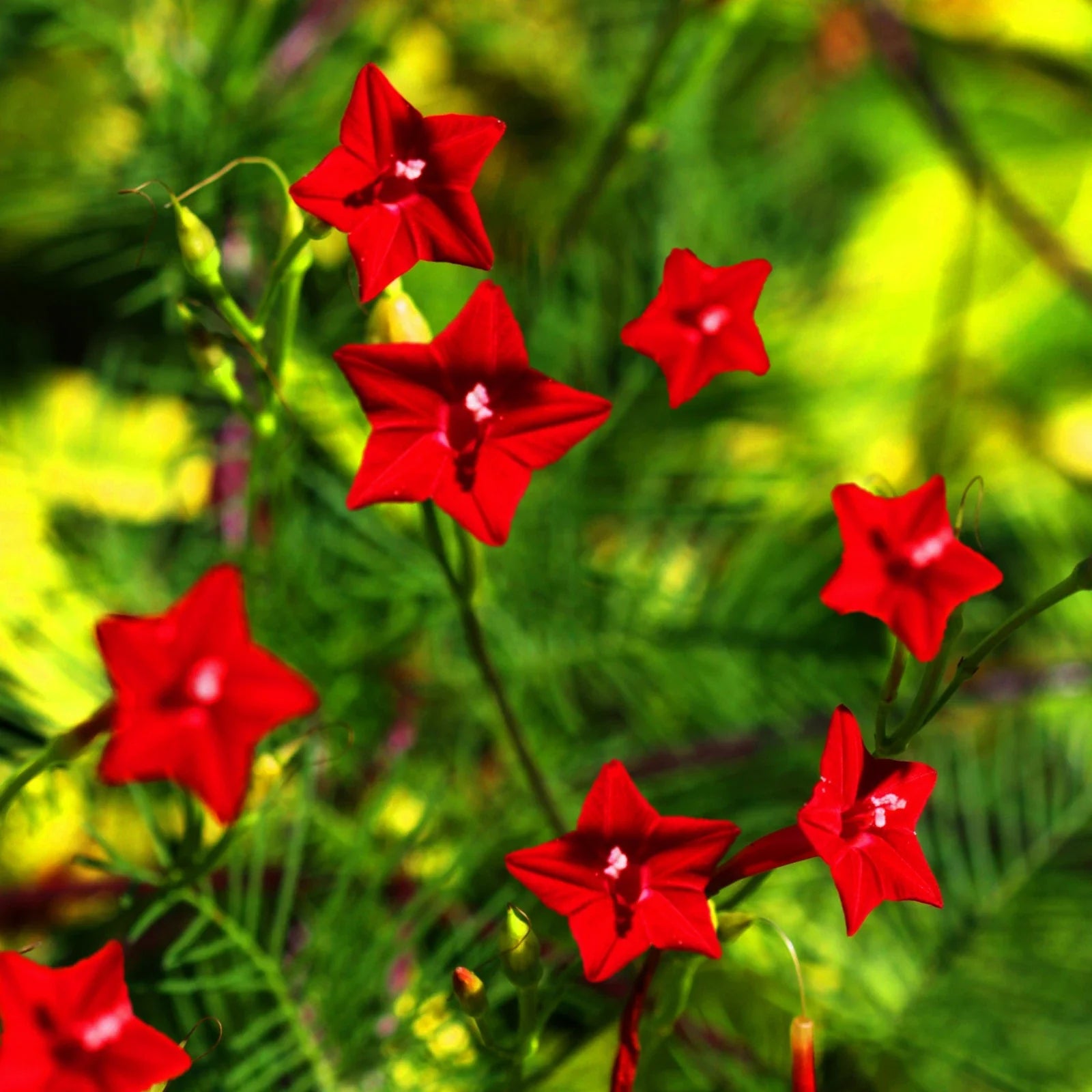 Red Cypress Vine Seeds - Ipomoea Quamoclit Cardinal Climber - Ideal for 2025 Planting, Fast-Growing Flowering Vines