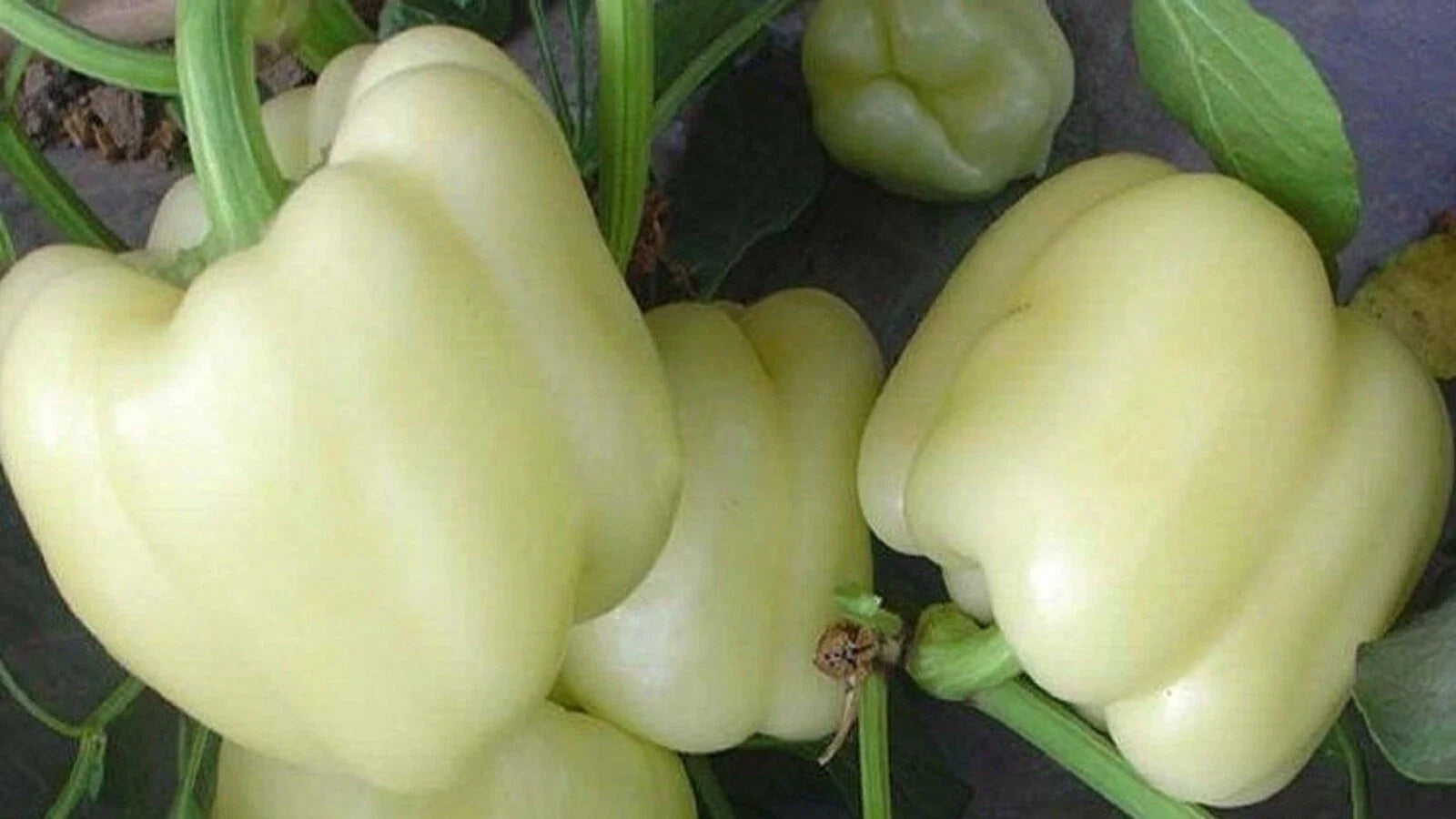 White Bell Pepper Seeds - 50+ Non-GMO Seeds for Gardening - Capsicum annuum - Heirloom Variety