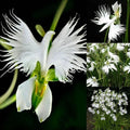 Radiata White Egret Orchid Seeds - 50 Pcs, Japanese Variety - Perfect for Gardening & Plant Enthusiasts (Dendrobium)