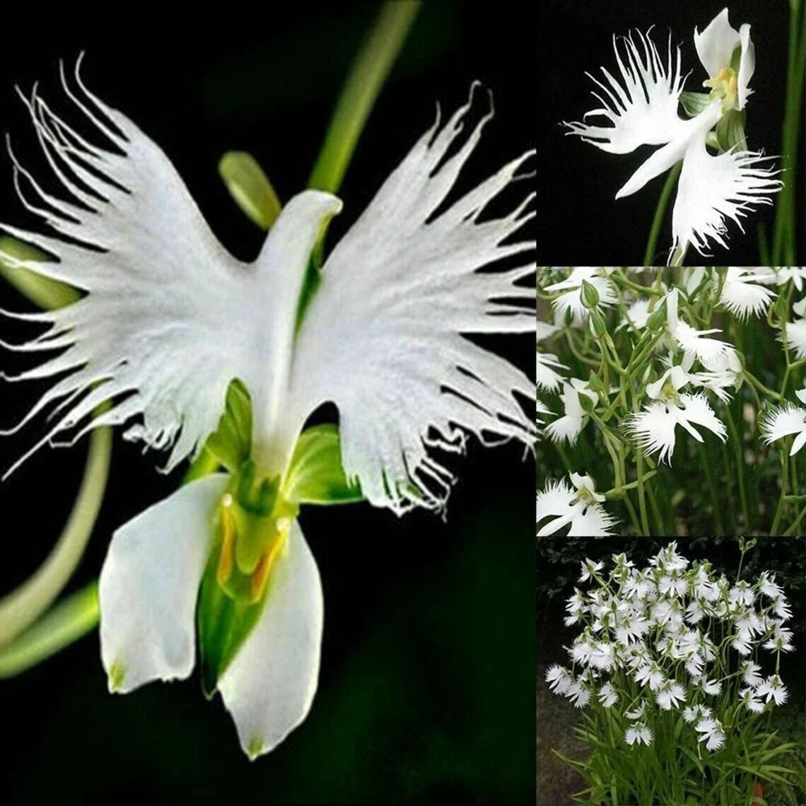 Radiata White Egret Orchid Seeds - 50 Pcs, Japanese Variety - Perfect for Gardening & Plant Enthusiasts (Dendrobium)