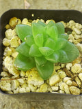 Haworthia Cymbiformis Var. Obtusa - 2" Potted Plant - Rare Cute Succulent - Finger Magnet