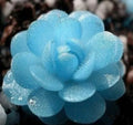 Blue Flower Succulent Seeds - Rare 100PCs/Pack - Ideal for Planting - Succulent Varieties