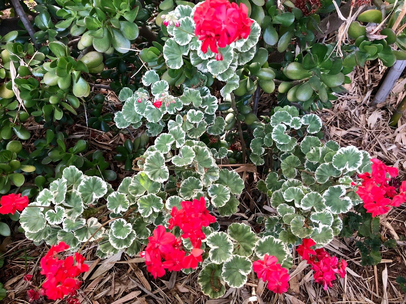 Rare Variegated Pelargonium Zonal Geranium 6" Starter Cutting - White-Tipped Leaves, Red Blooms