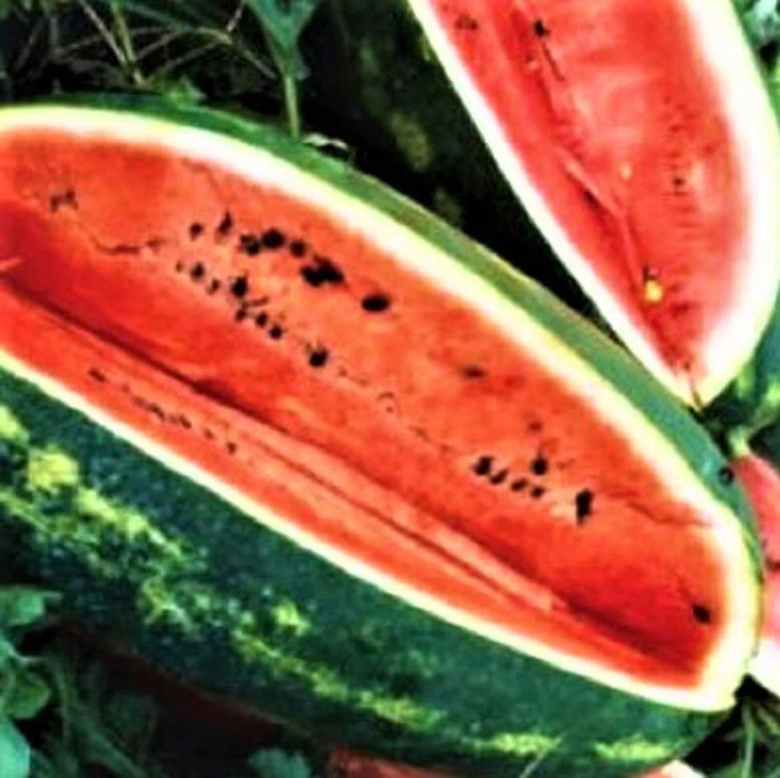 Congo Watermelon Seeds - 25 Non-GMO Seeds - Citrullus lanatus - Heirloom Vegetable Seeds for Home Garden