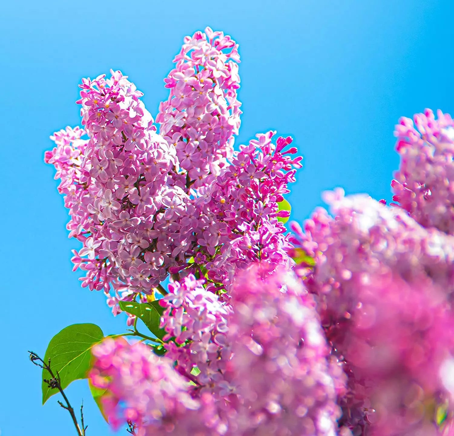 Early Pink Lilac Seeds - 100 Count - Stunning Pink Blooms - Syringa vulgaris