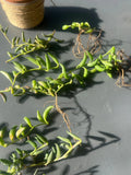String of Bananas Cuttings - 3 pcs - Senecio radicans - Easy Care Succulent Plant Cuttings for Indoor Gardening