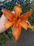 Orange Tiger Lily Plants 5-Pack Bare Root Perennial Hemerocallis Fulva Hardy Drought-Tolerant Preorder
