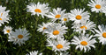 Roman Chamomile Seeds - 1000+ Medicinal Herb, Fragrant Groundcover, Perennial - Chamaemelum nobile