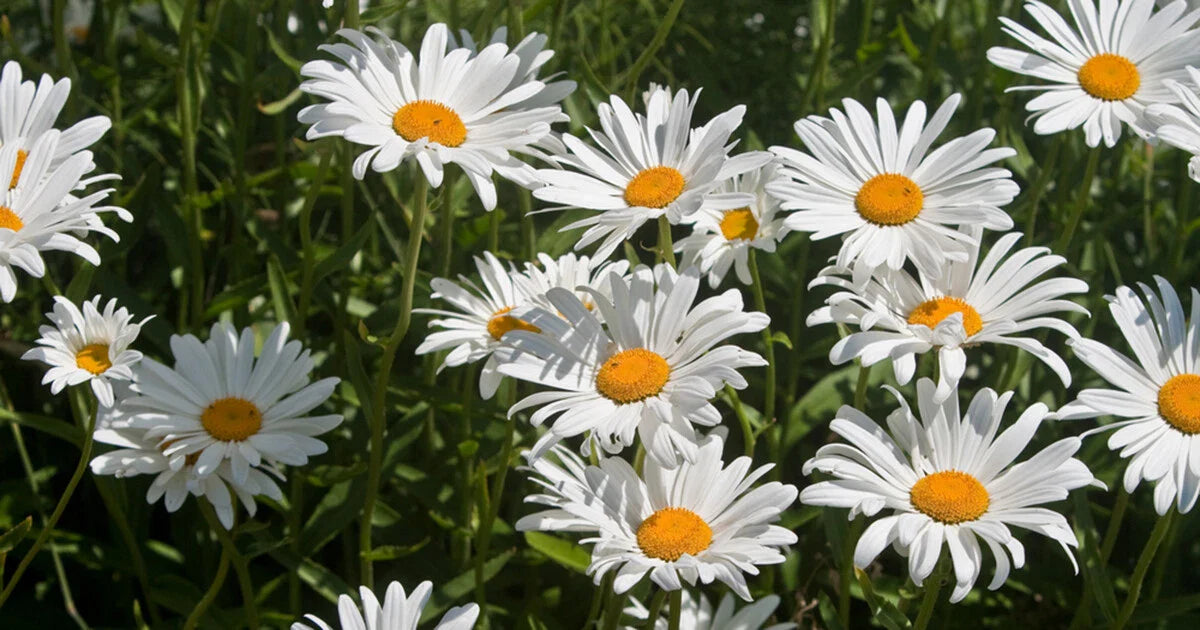 Roman Chamomile Seeds - 1000+ Medicinal Herb, Fragrant Groundcover, Perennial - Chamaemelum nobile