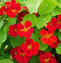 Nasturtium Seeds - Indian Chief Climbing Vine - Fragrant, Non-GMO - 20 Pack - Perfect for Hummingbirds