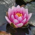 Pink Flowering Pond Lily Root Ball - Approx 2 lbs - Nymphaea spp. - USA Origin, Fast Fresh Shipping