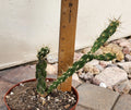 Live Rooted Cactus Plant - Cylindropuntia imbricata - Tree Cholla - Pueblo Colorado Variety
