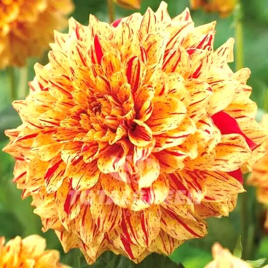Dahlia Gloriosa Live Plant Bulb Tuber, Variegated Yellow Red, 6.5" Blooms, 52" Tall, Mid-Season