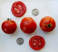 Super Sioux Fresh Seeds - 25 Pack - Heirloom Variety - Ideal for Home Gardens - Non-GMO