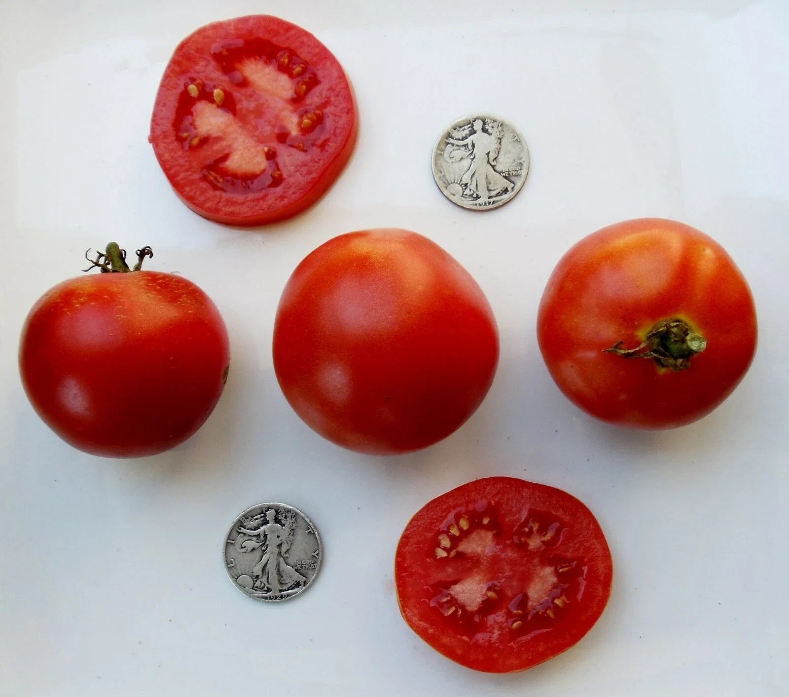 Super Sioux Fresh Seeds - 25 Pack - Heirloom Variety - Ideal for Home Gardens - Non-GMO