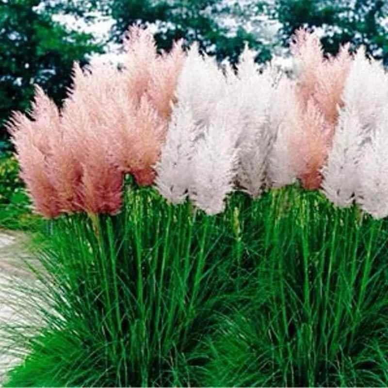 Pampas Grass Seeds Mix - 25 Perennial Ornamental Seeds - Cortaderia selloana - Free Shipping USA Seller