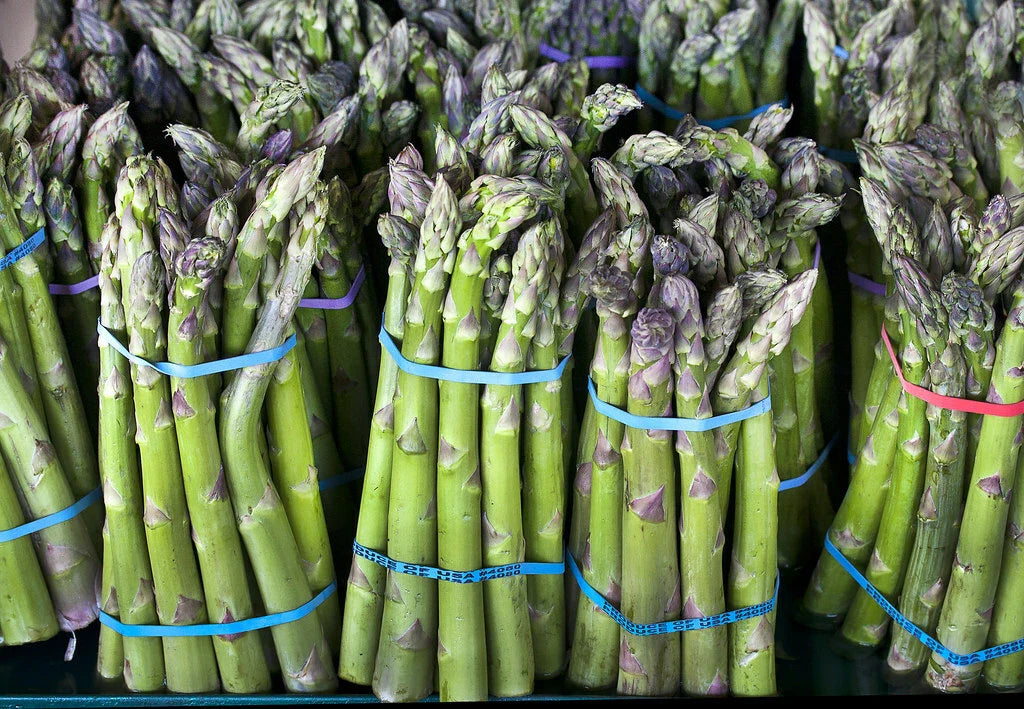 Asparagus Seeds - 100 Count - Mary Washington Variety - Asparagus officinalis