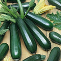 Organic Heirloom Dark Green Zucchini Squash Seeds - 25 Non-GMO Seeds (Cucurbita pepo) - USA Grown