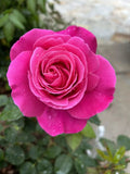 Fragrant Dark Pink Rose Stems - 5 Cuttings for Planting - Rosa spp. - USA