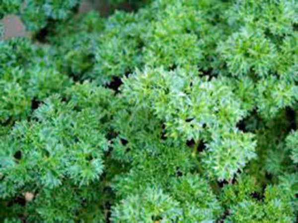 Parsley Seeds, 500 Count, Triple Curled Heirloom, Non-GMO, Petroselinum crispum
