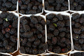 Organic Ouachita Thornless Blackberry Cuttings - 6" Long - 4 Count - Rubus fruticosus