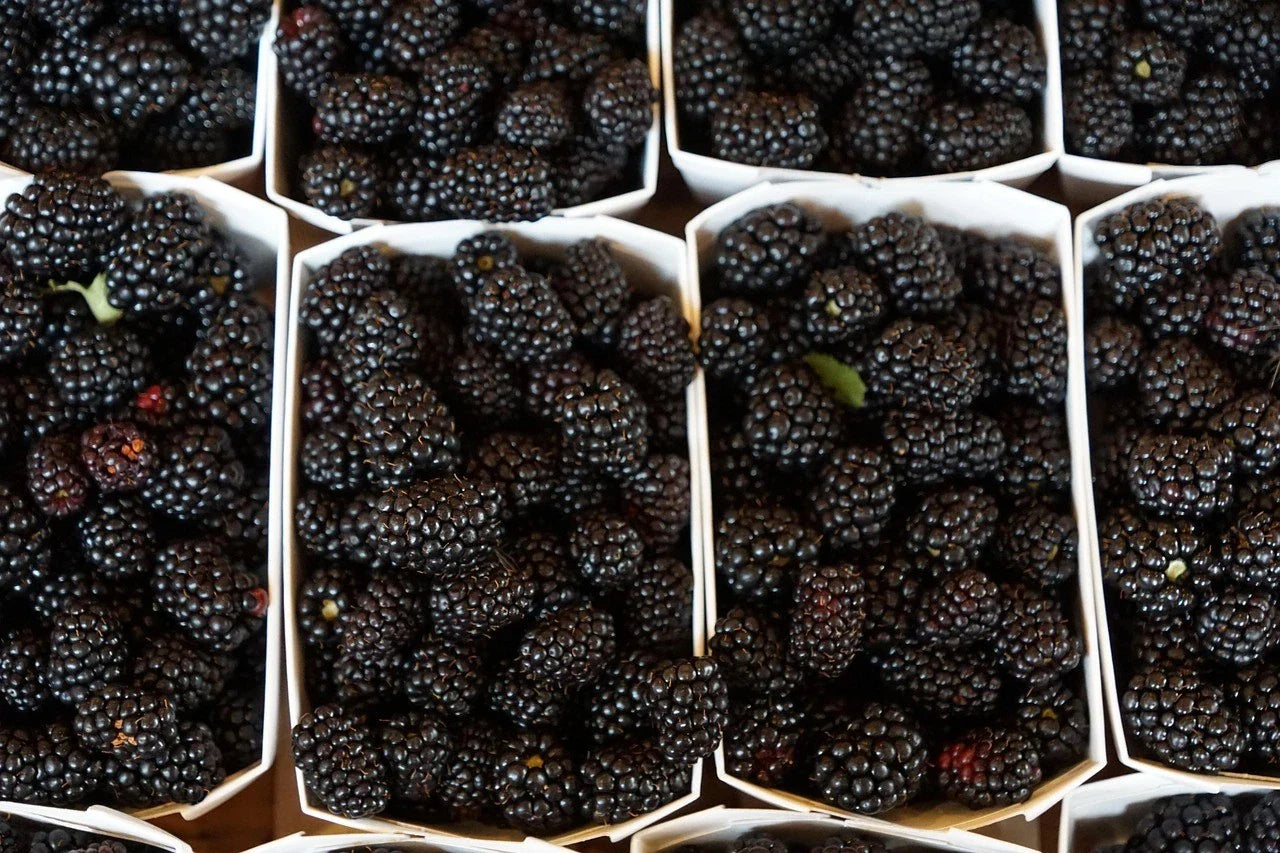Organic Ouachita Thornless Blackberry Cuttings - 6" Long - 4 Count - Rubus fruticosus