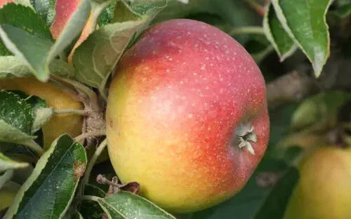 Court Pendu Plat Apple Seeds - 25+ Heirloom Seeds for Garden Planting - Malus domestica - USA Shipping