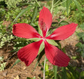 Scarlet Rosemallow Seeds (Hibiscus coccineus) - 20 Seeds, Texas Star, Perennial, Red Flowers, Garden Planting