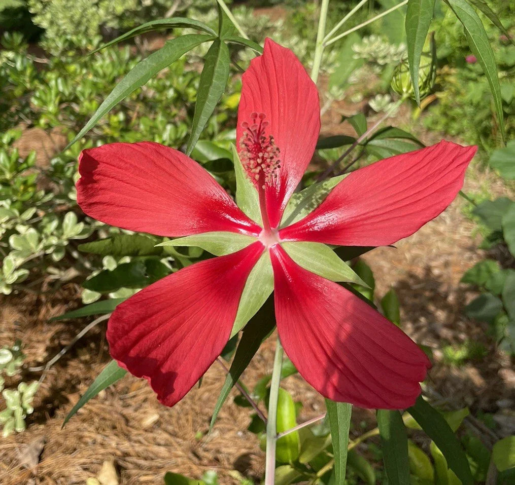 Scarlet Rosemallow Seeds (Hibiscus coccineus) - 20 Seeds, Texas Star, Perennial, Red Flowers, Garden Planting