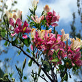 Pink Orchid Tree Seeds - Tropical Butterfly Flower, Bauhinia monandra, Rare Variety