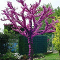 Judas Tree Seeds - Cercis siliquastrum - Mediterranean Redbud Flowers - Fast Growing, Hardy 4