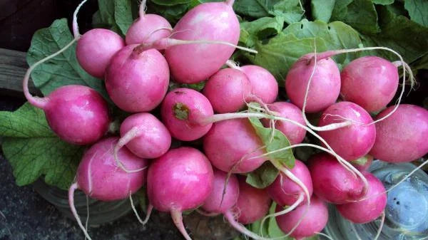 Radish Seeds - Pink Beauty - 600+ Fresh Seeds - Raphanus sativus