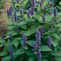 Anise Hyssop Seeds - 2000 Non-GMO Seeds - Agastache foeniculum - Aromatic Herb for Gardens